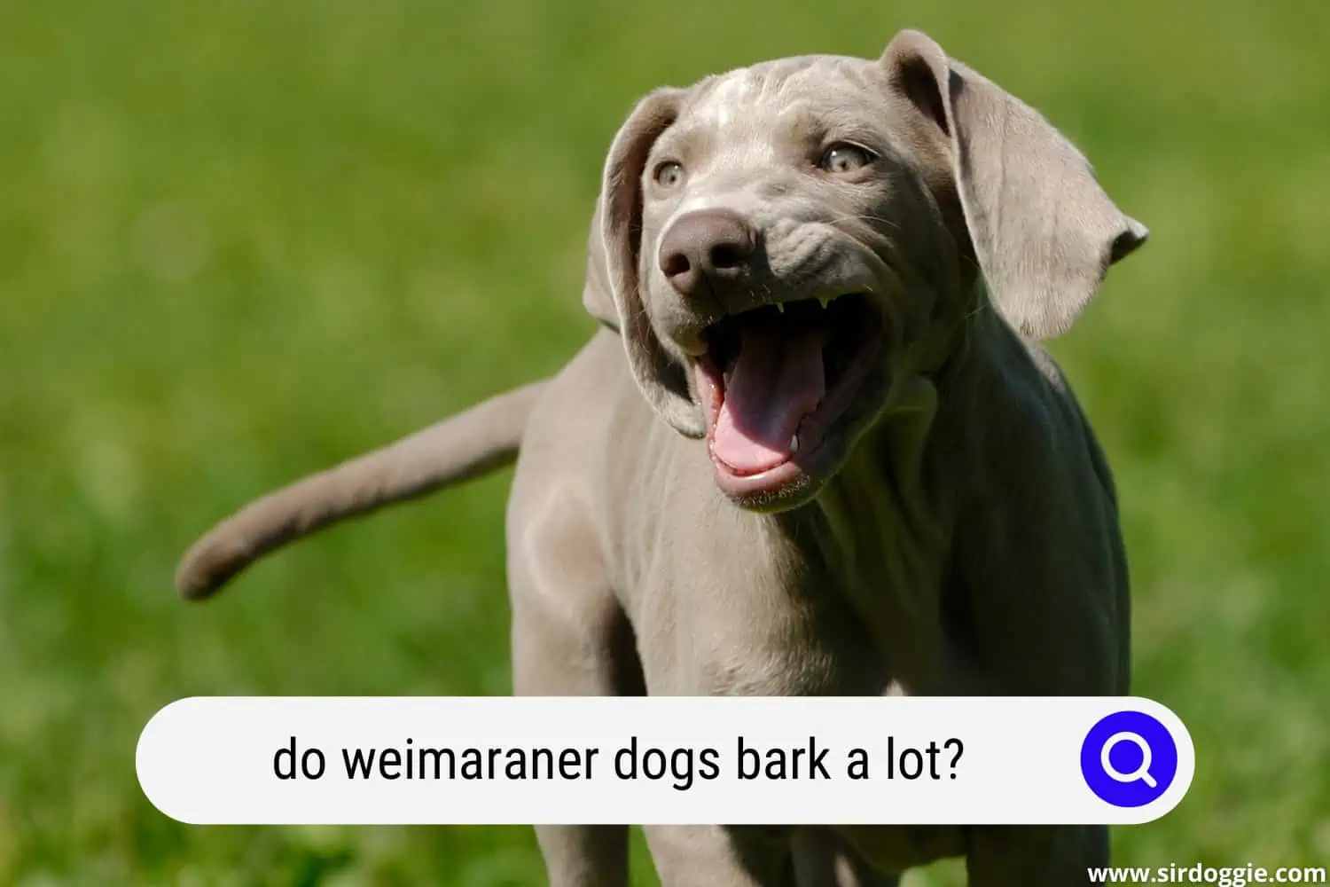 do weimaraner dogs bark a lot