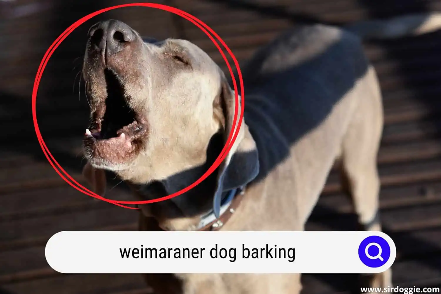 Weimaraner dog barking
