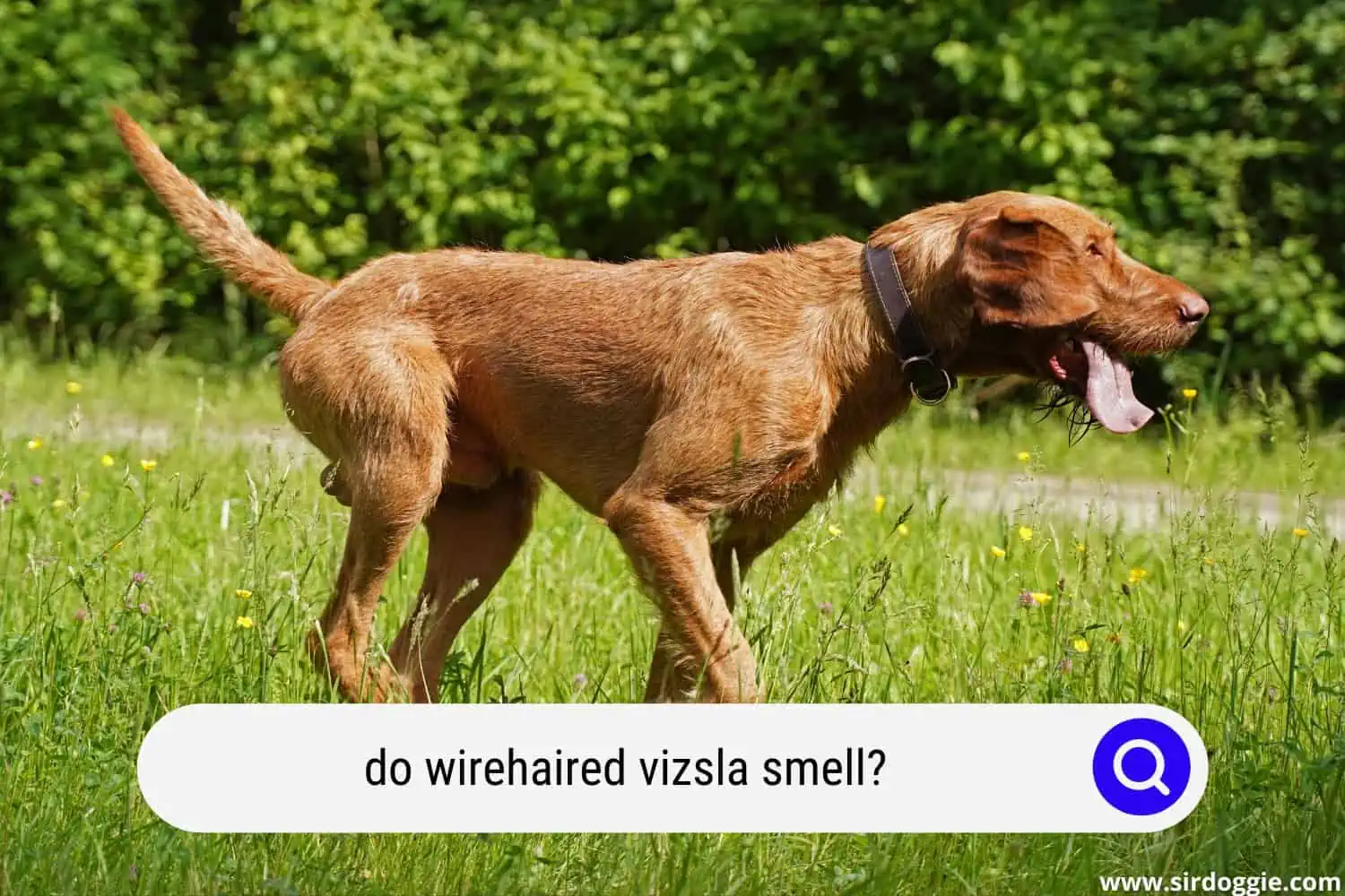 do wirehaired vizsla smell