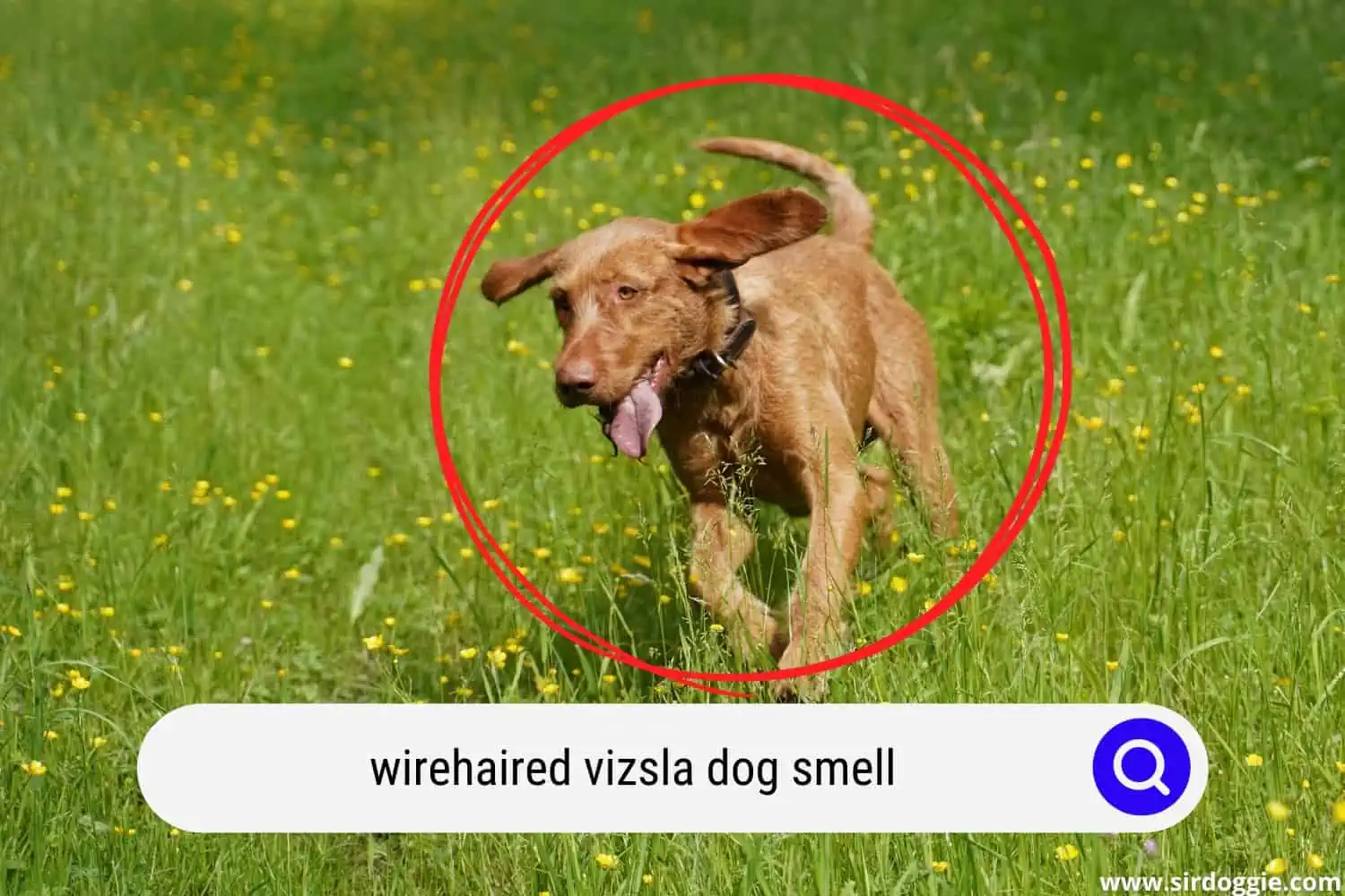 Wirehaired Vizsla dog running in the grass field 
