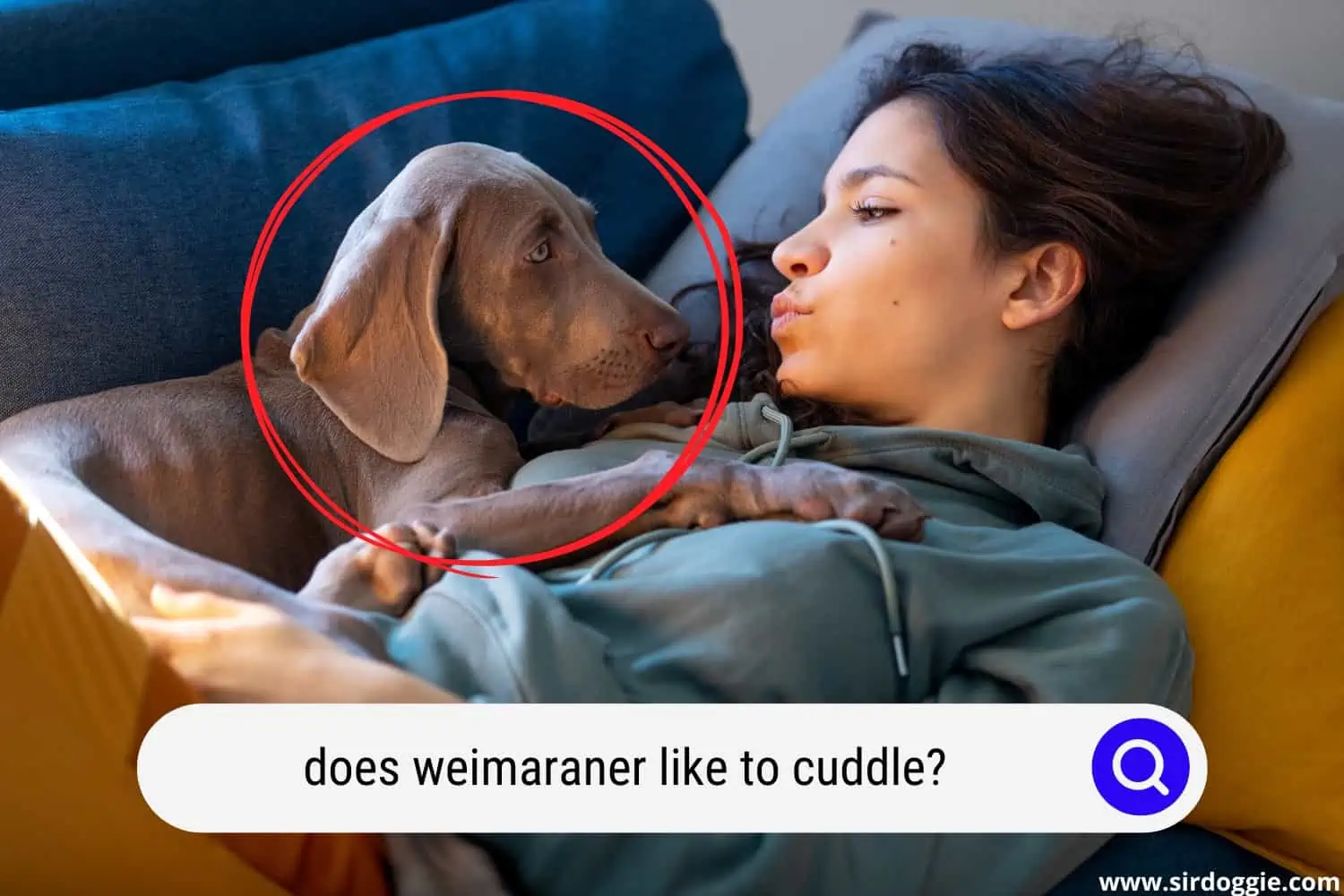 does weimaraner like to cuddle