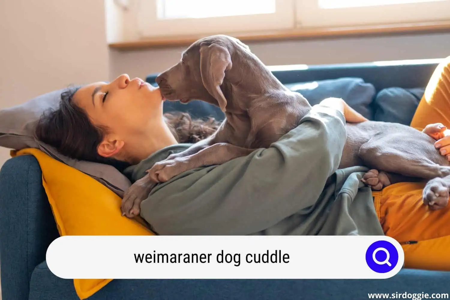 A Weimaraner dog who likes to cuddle with owner