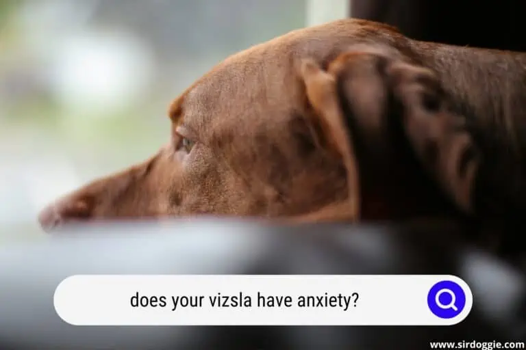 Does Your Vizsla Have Anxiety?