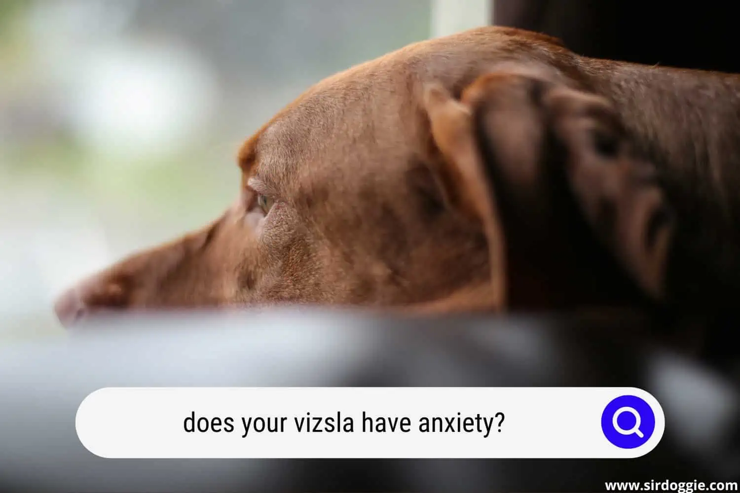 does your vizsla have anxiety