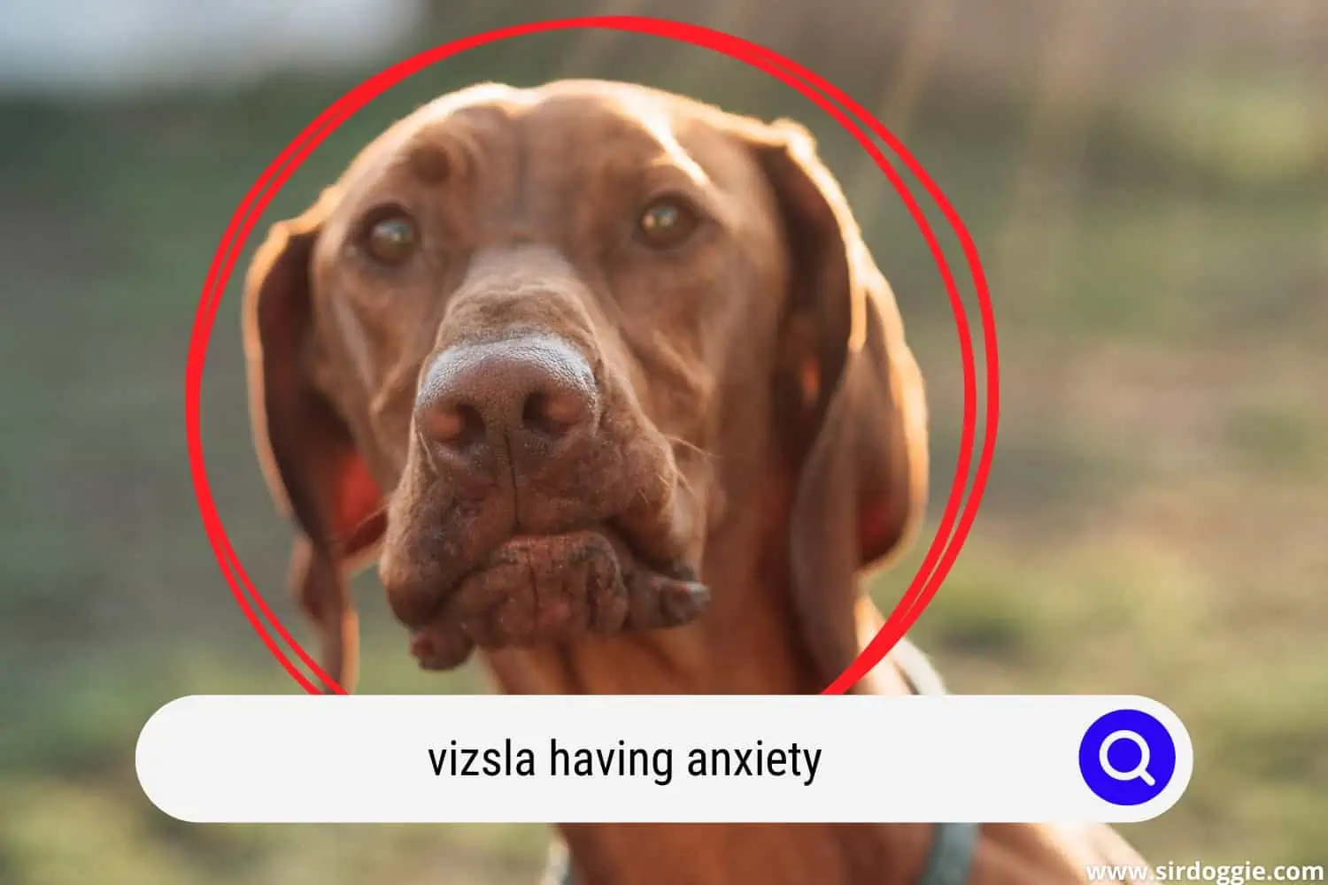 A Vizsla dog with anxiety