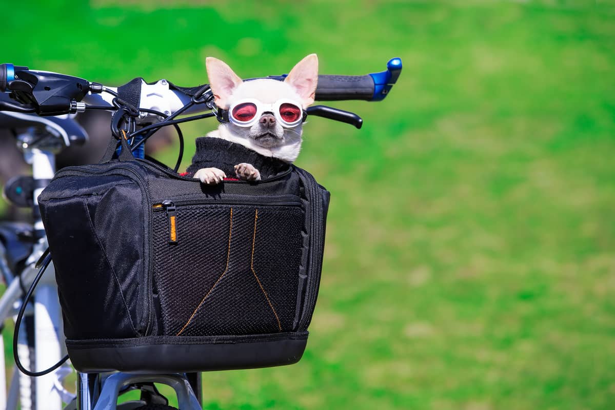 cute small dog in pet basket on bike