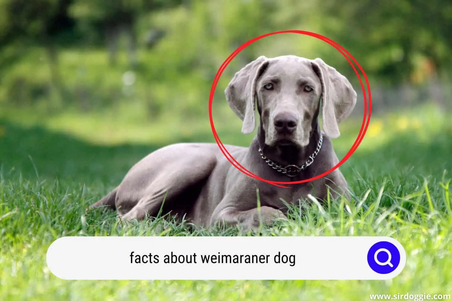 Weimaraner dog