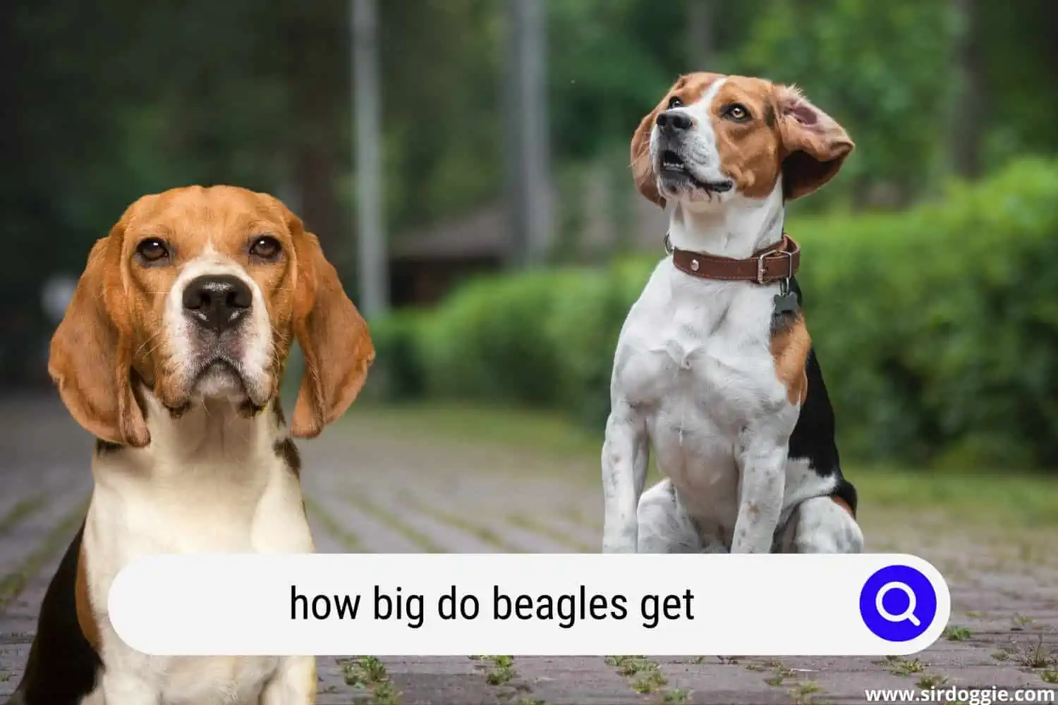 how big do beagles get