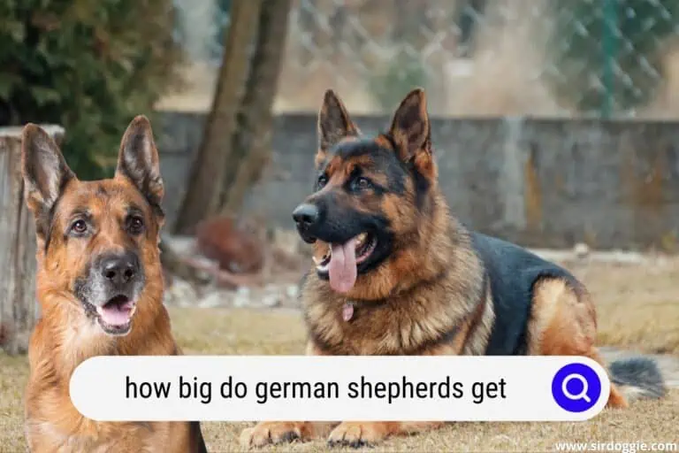 How Big Do German Shepherds Get?