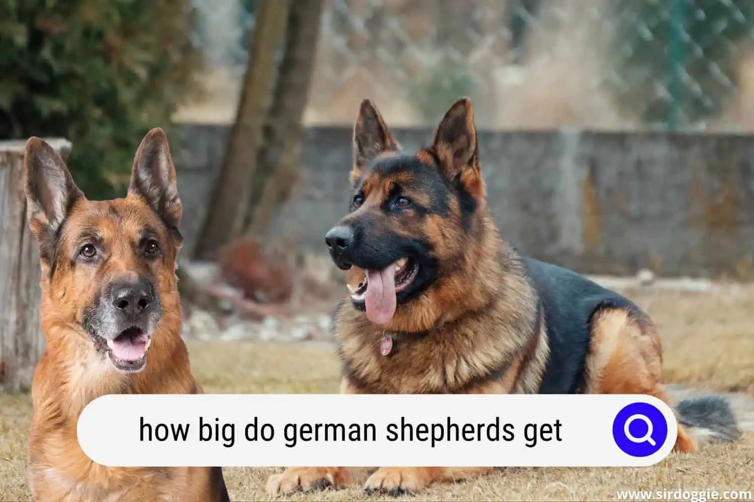 how big do german shepherds get