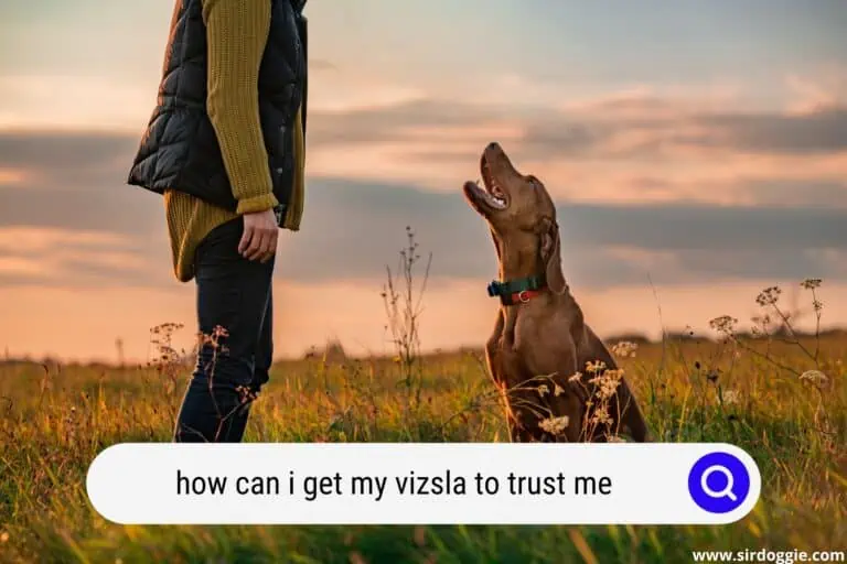 How Can I Get My Vizsla to Trust Me?