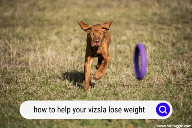 How to Help Your Vizsla Lose Weight?