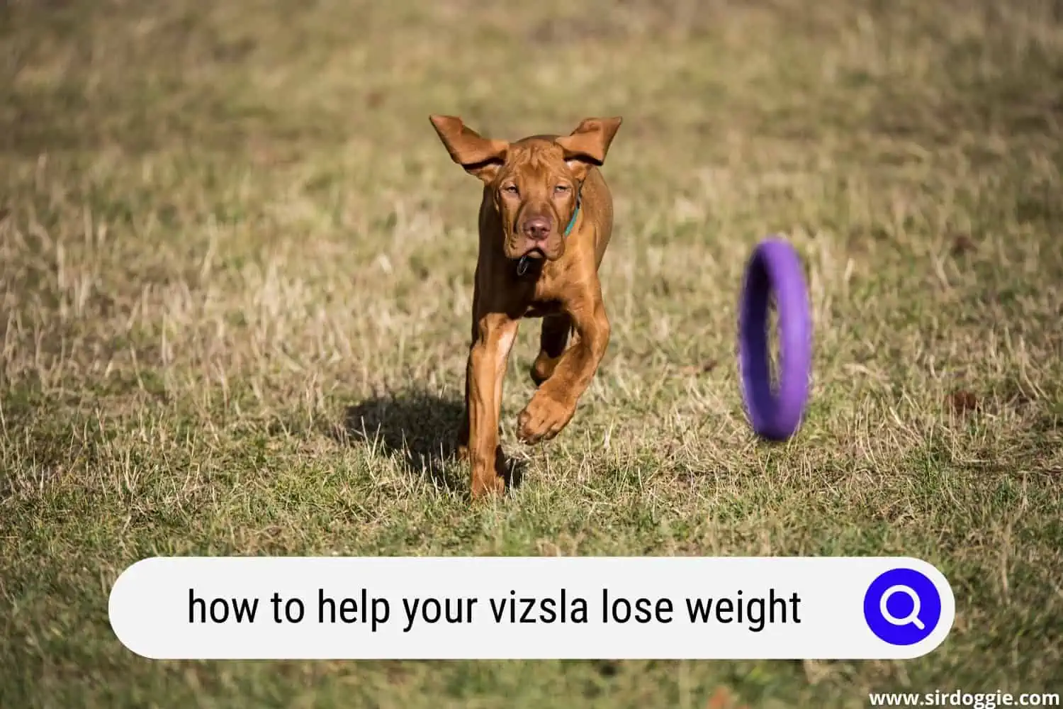 how to help your vizsla lose weight