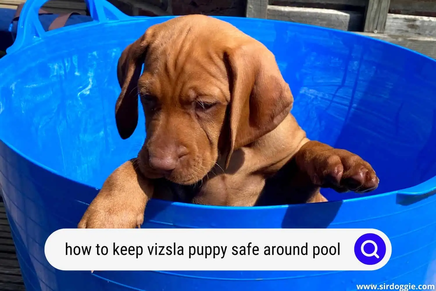 how to keep your vizsla puppy safe around your pool