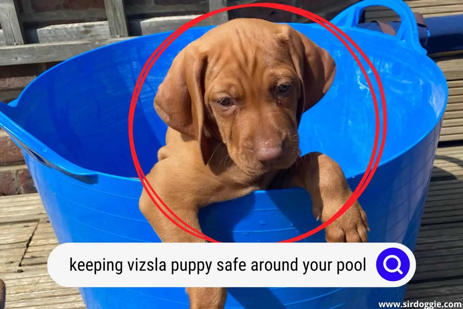 Vizsla puppy inside a blue bucket