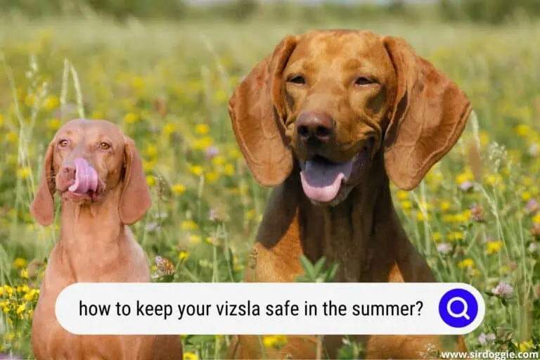 How to Keep Your Vizsla Safe in the Summer?