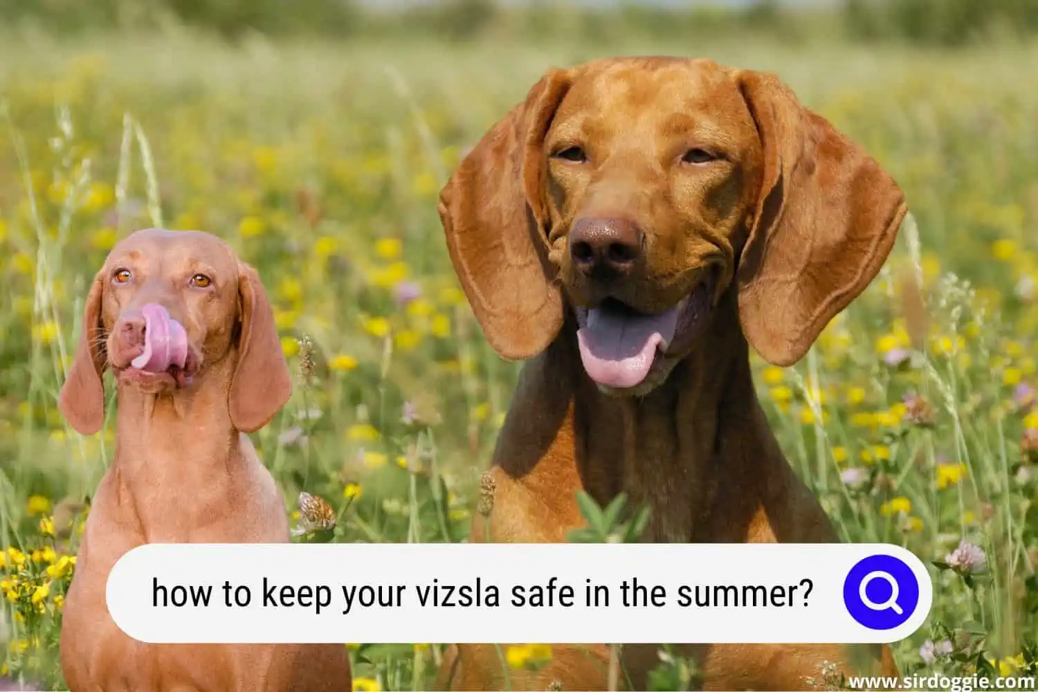how to keep your vizsla safe in the summer