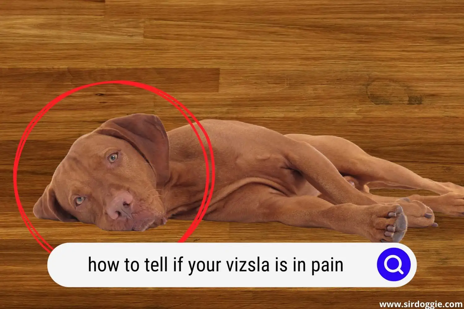 how to tell if your vizsla is in pain