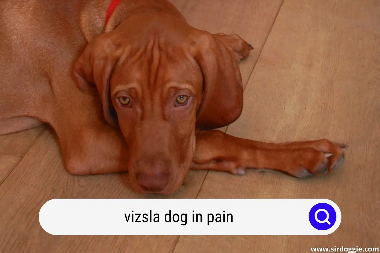 Sad Vizsla dog lying on the floor