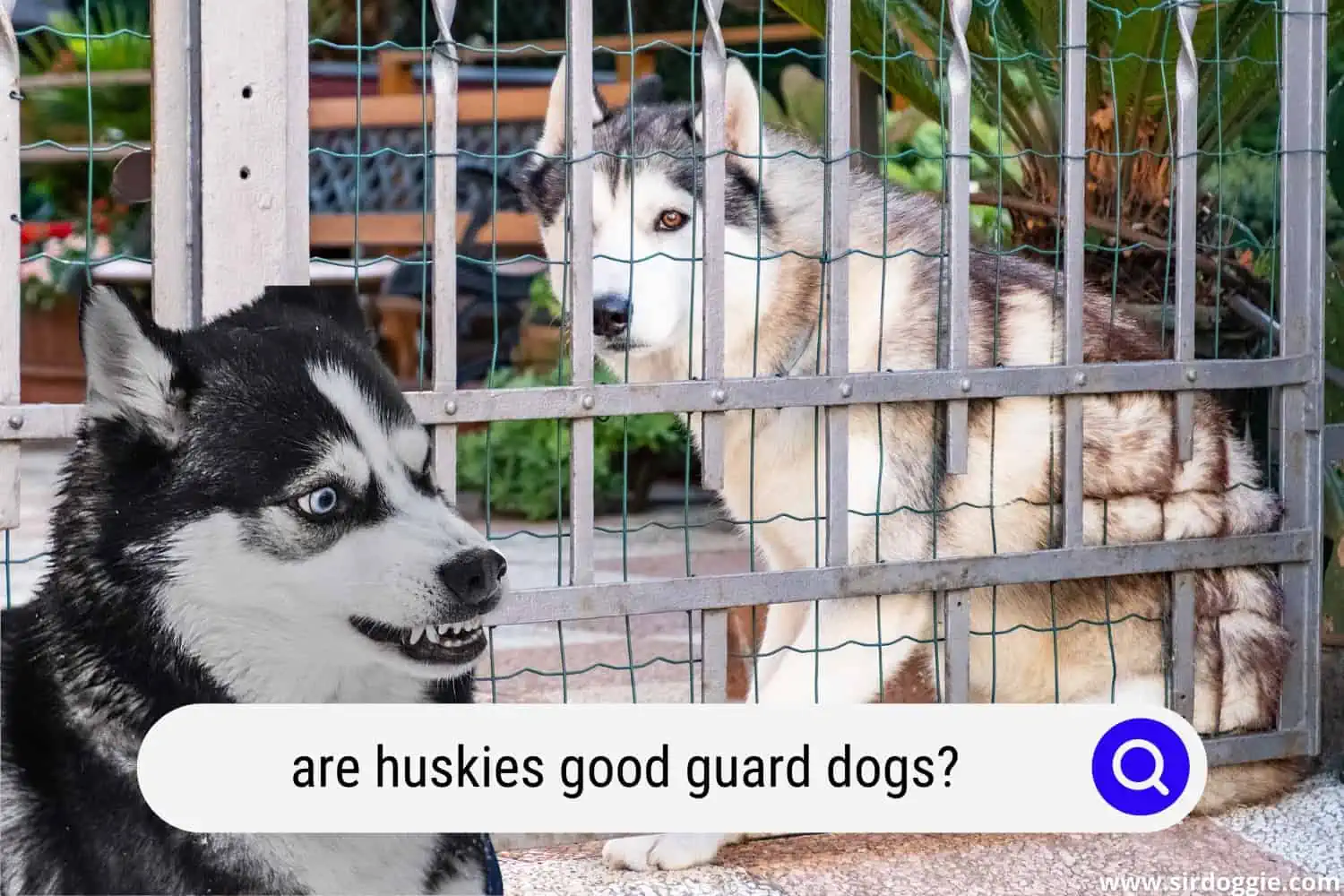 huskies guard dogs