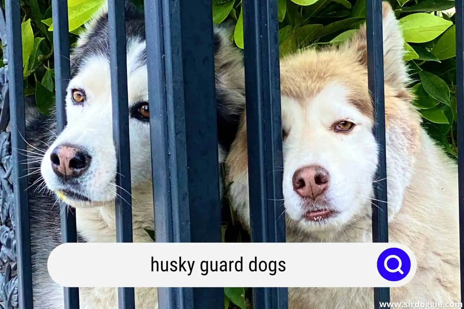 Husky guard dogs in the gate