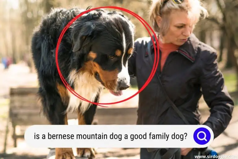 Is a Bernese Mountain Dog a Good Family Dog?