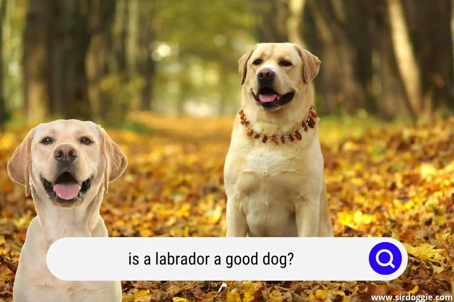 is a labrador a good dog