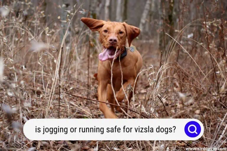 Is Jogging Or Running Safe for Vizsla Dogs?