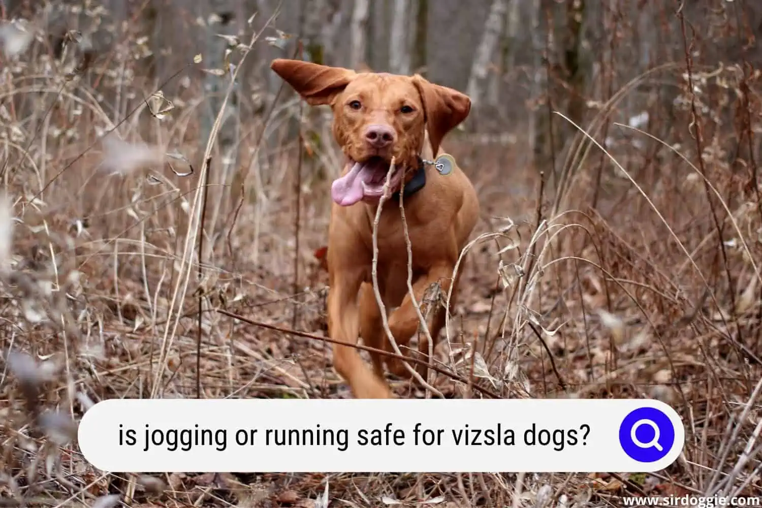 is jogging or running safe for vizsla dogs