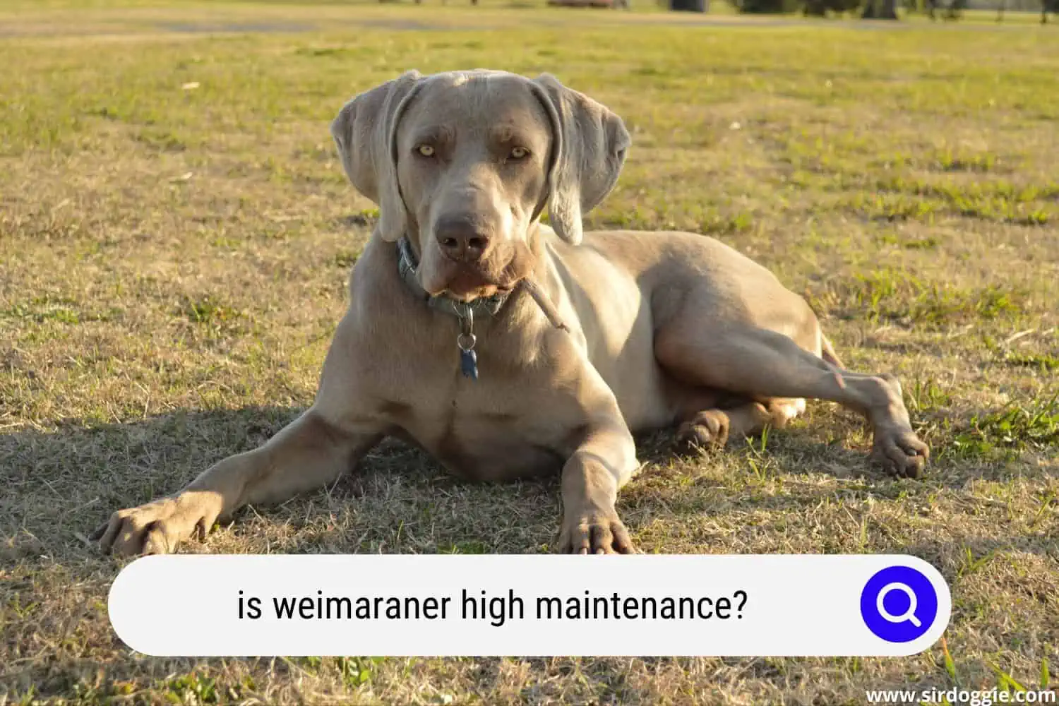 is weimaraner high maintenance