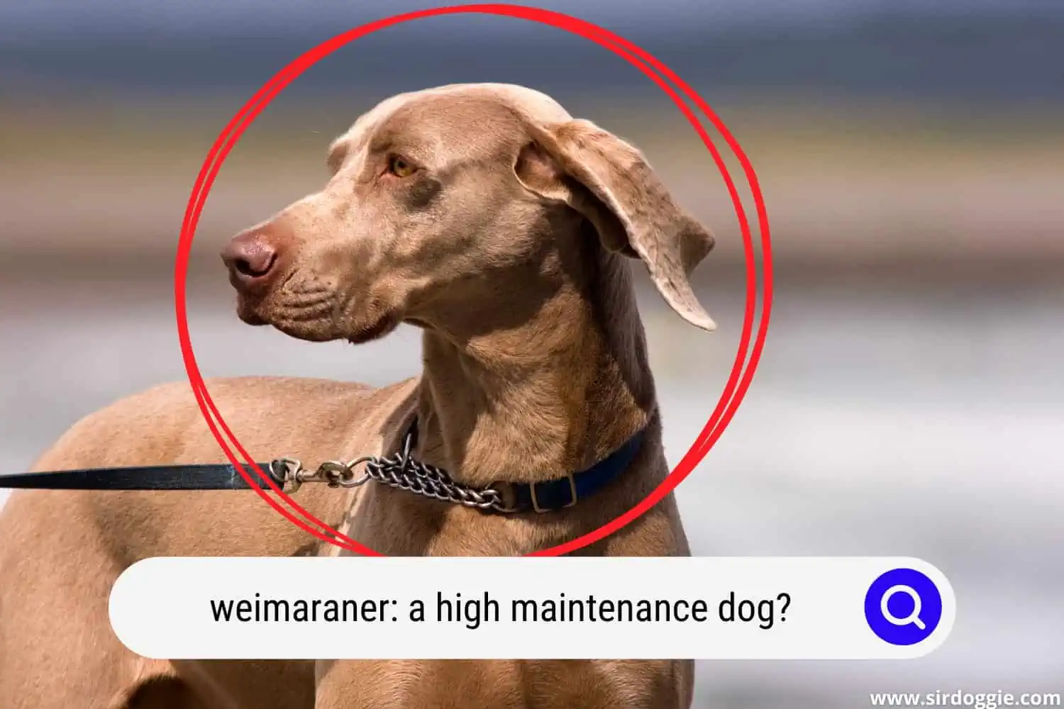 Close shot of a Weimaraner dog