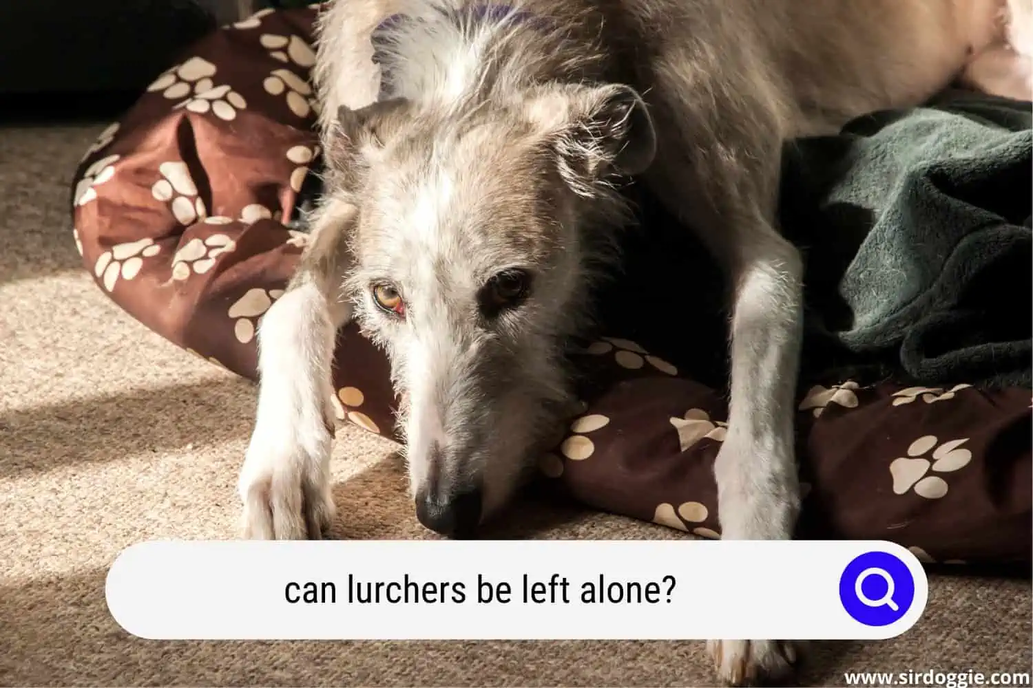 lurchers left alone