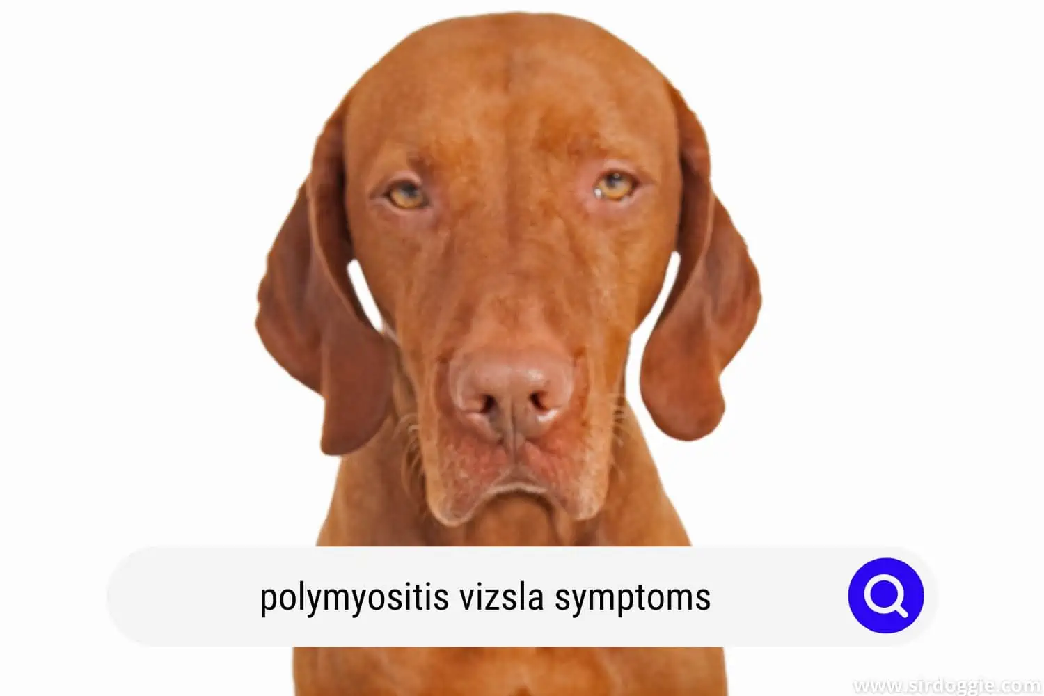 polymyositis vizsla symptoms
