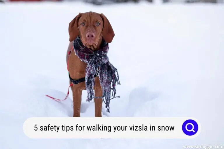 5 Helpful Safety Tips for Walking Vizsla Dogs in the Snow