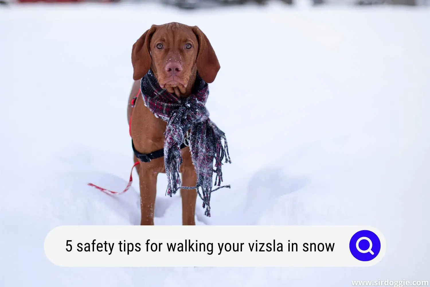 safety tips for walking vizsla dogs in the snow