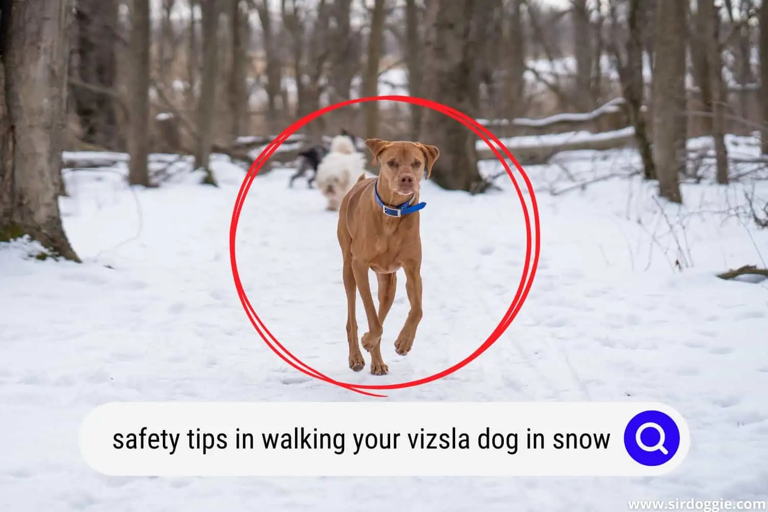 Vizsla dog walking in the snow