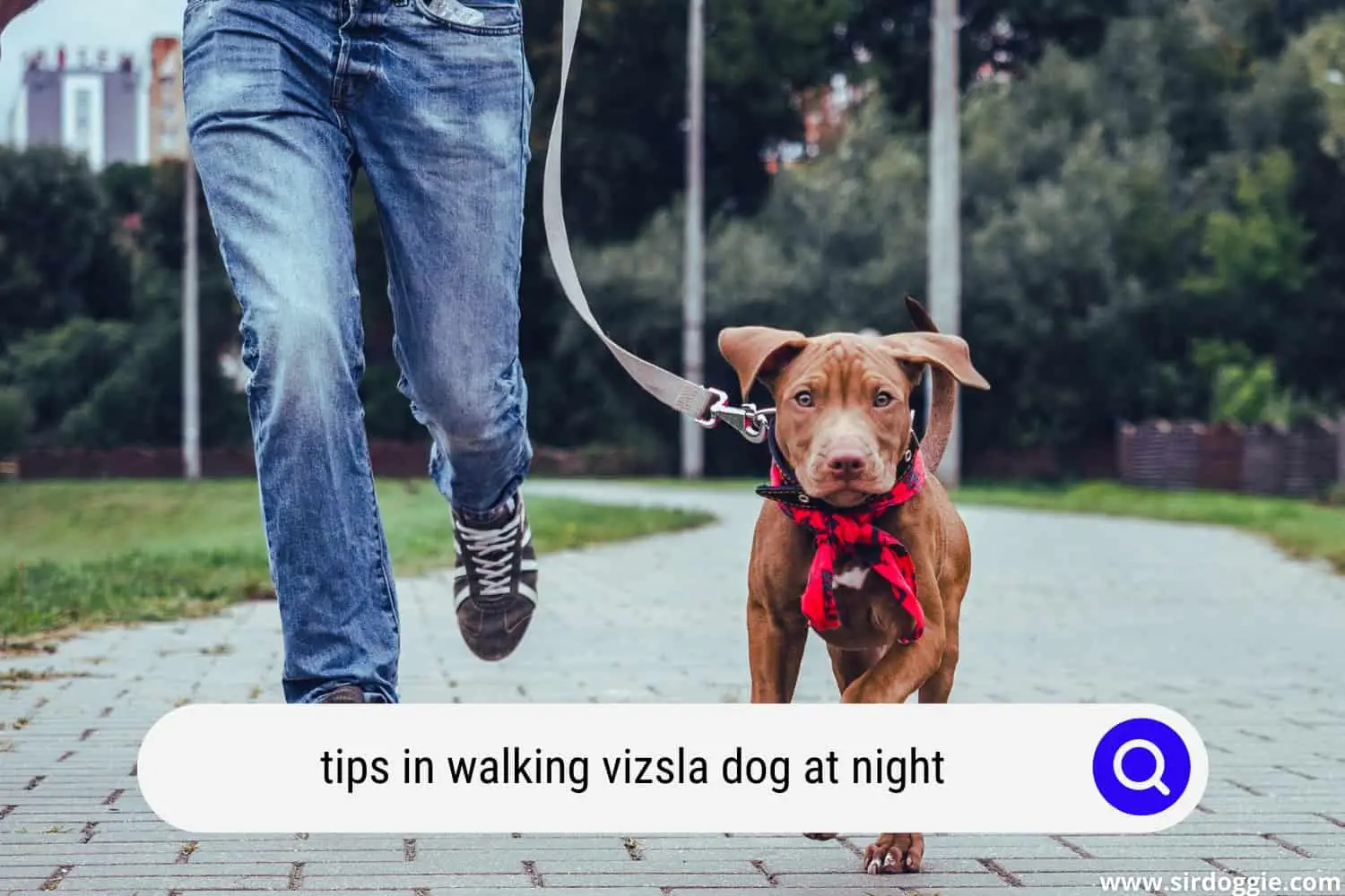 Pet owner walking with Vizsla dog in dusk