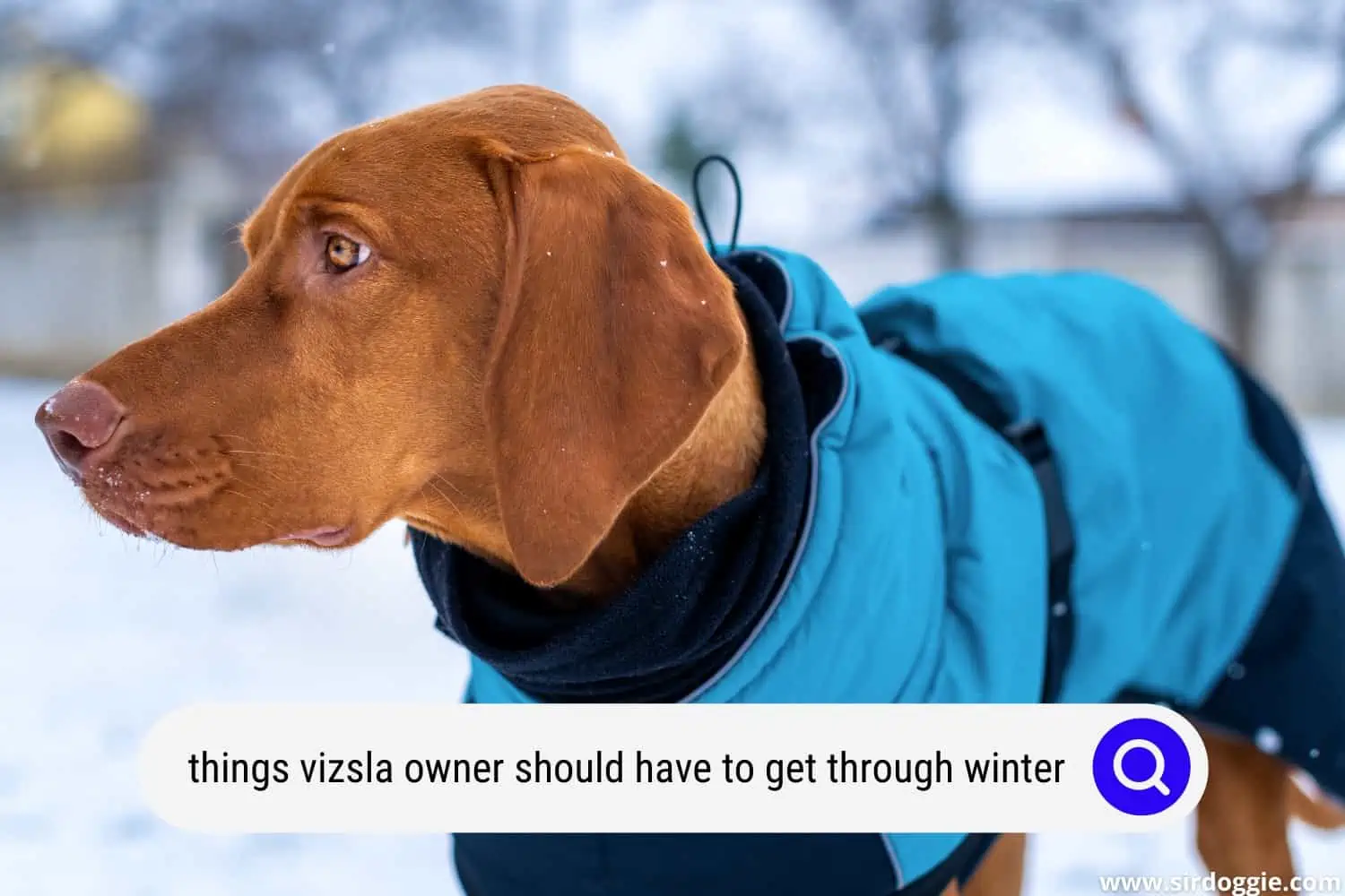 things every vizsla owner should have to get through the winter