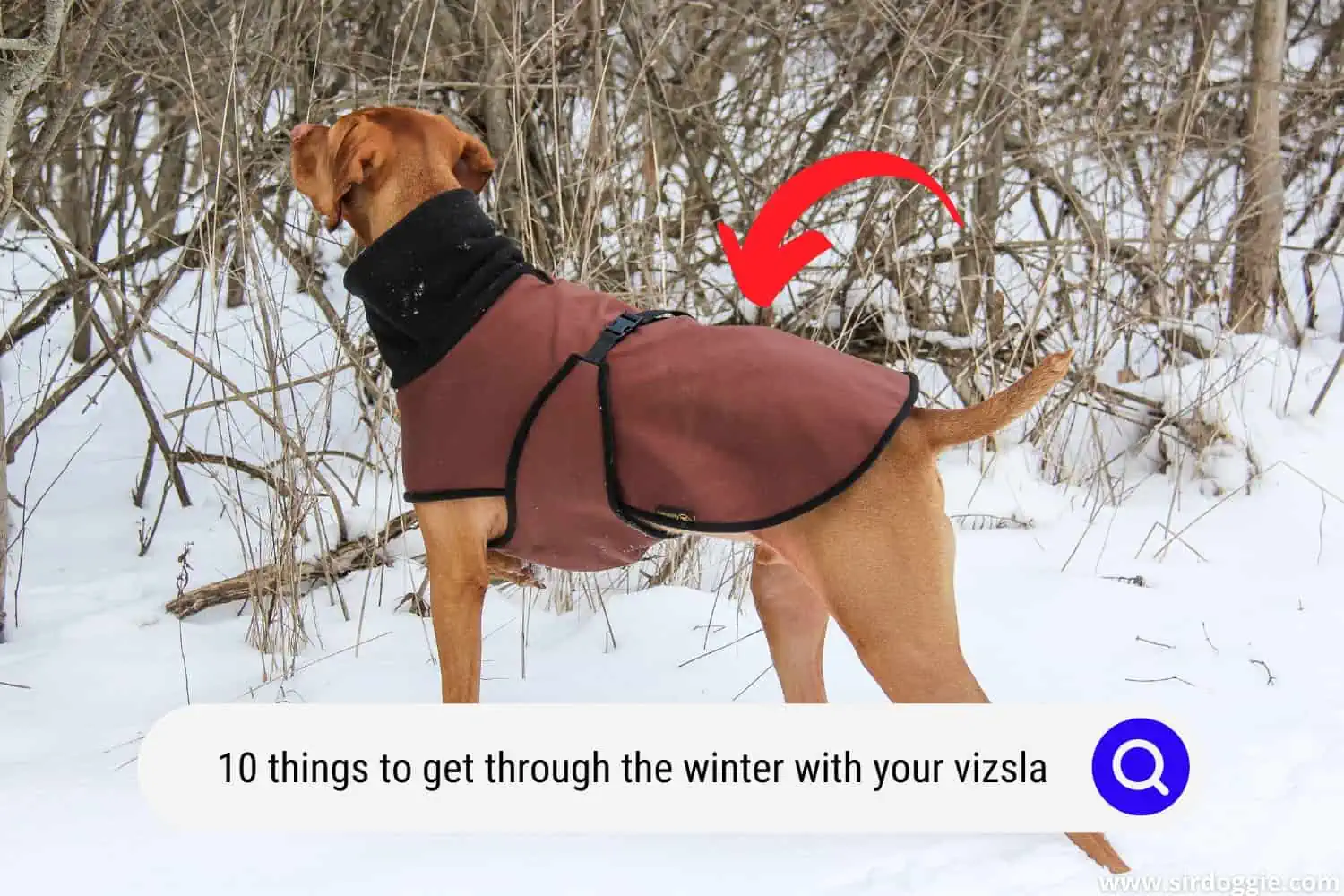 Vizsla dog wearing a winter jacket while walking in the snow