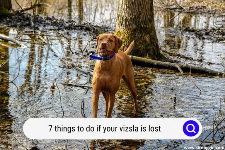 7 Things to Do if Your Vizsla is Lost