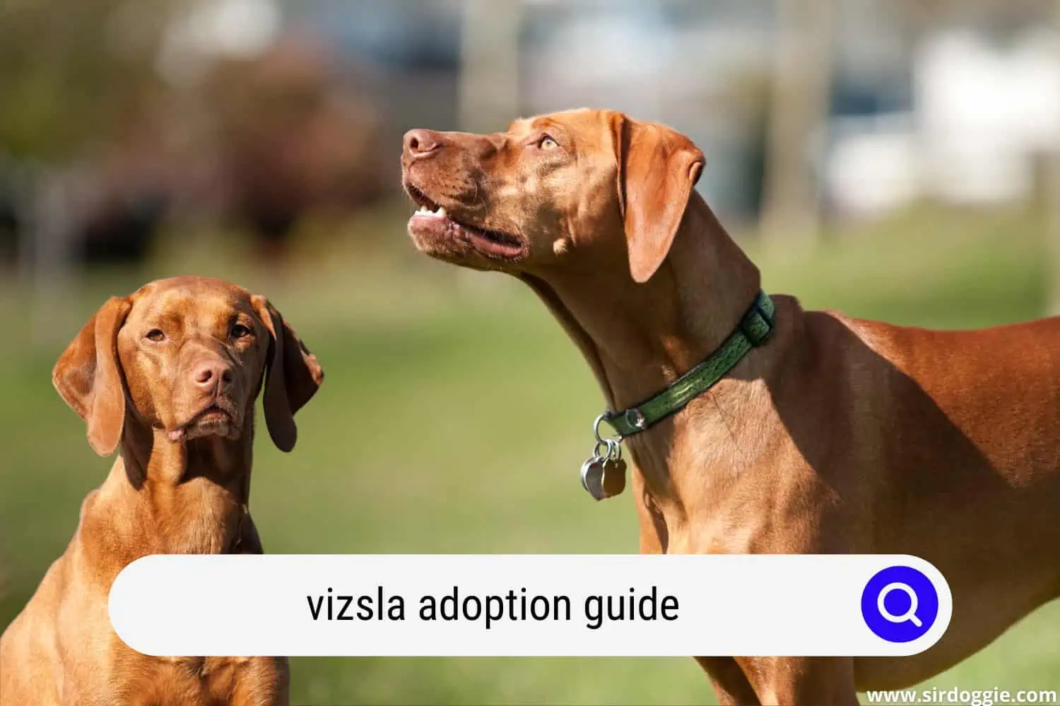 vizsla adoption guide