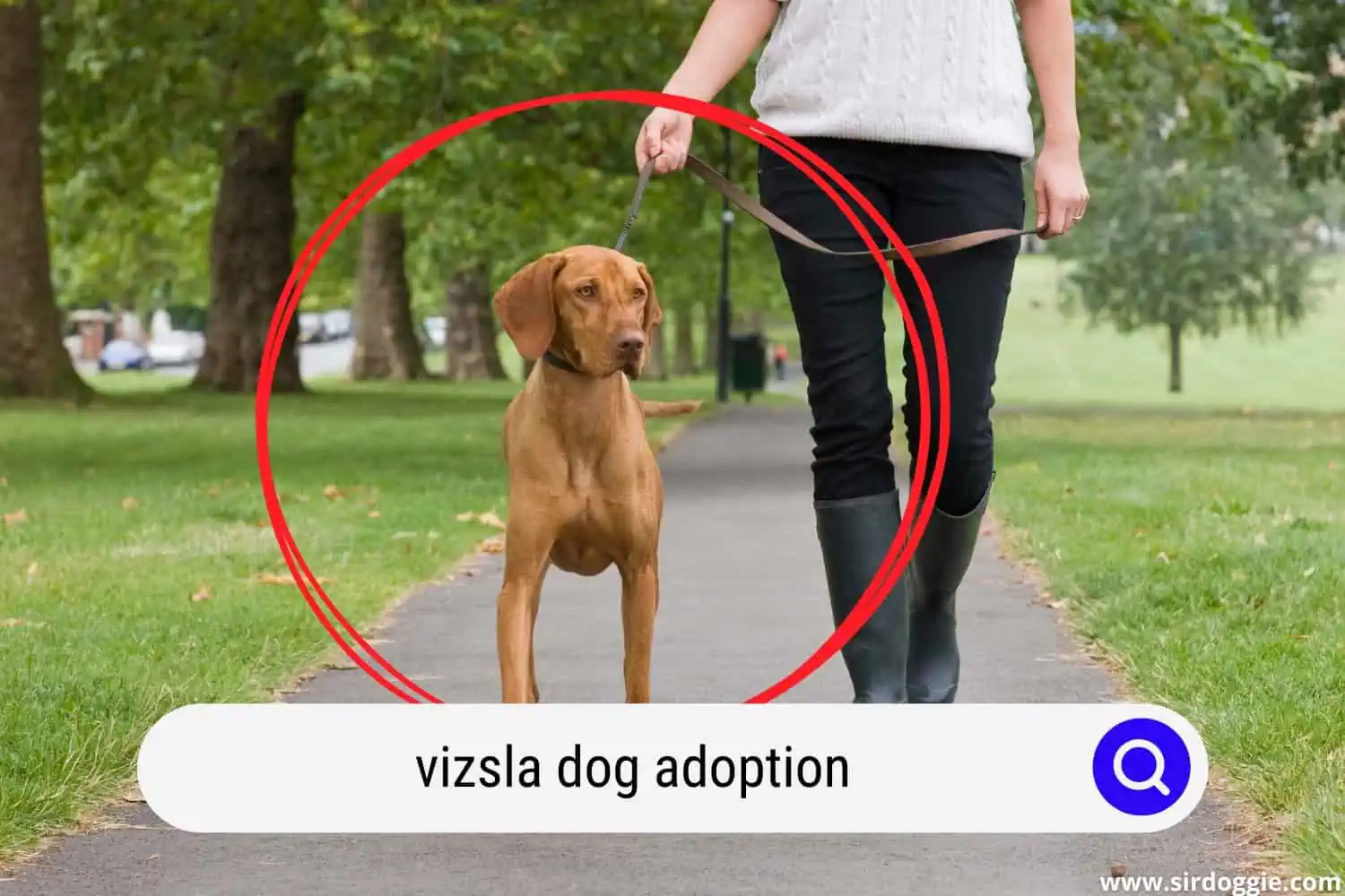 Adopted Vizsla dog walking together with owner