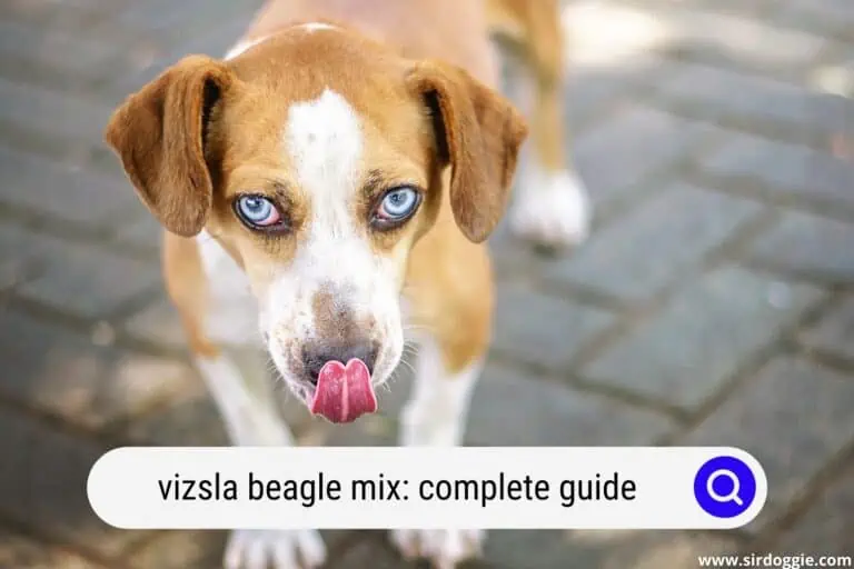 A Complete Guide To The Vizsla Beagle Mix