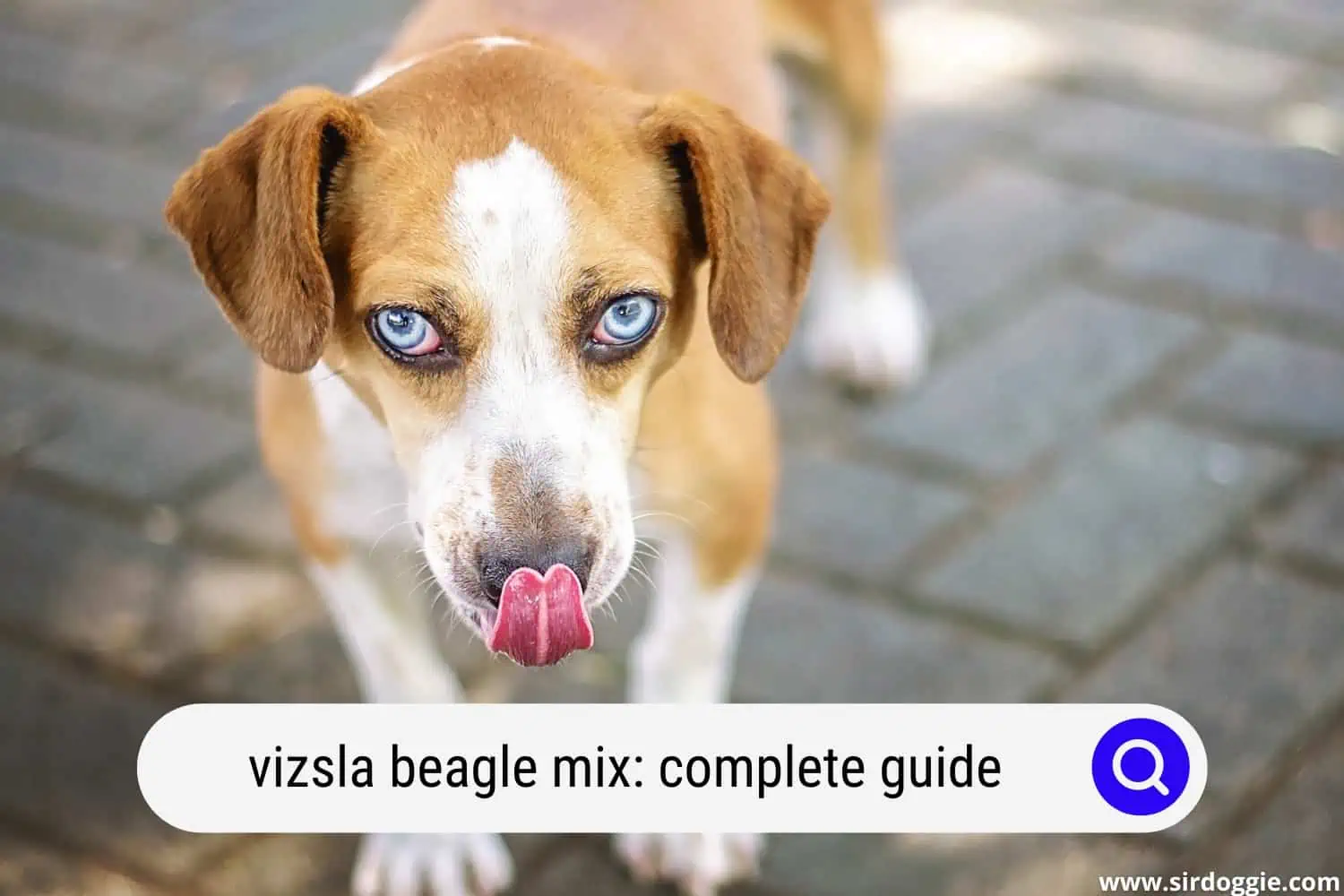 vizsla beagle mix
