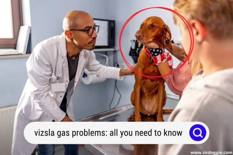 Vizsla Gas Problems: All You Need to Know