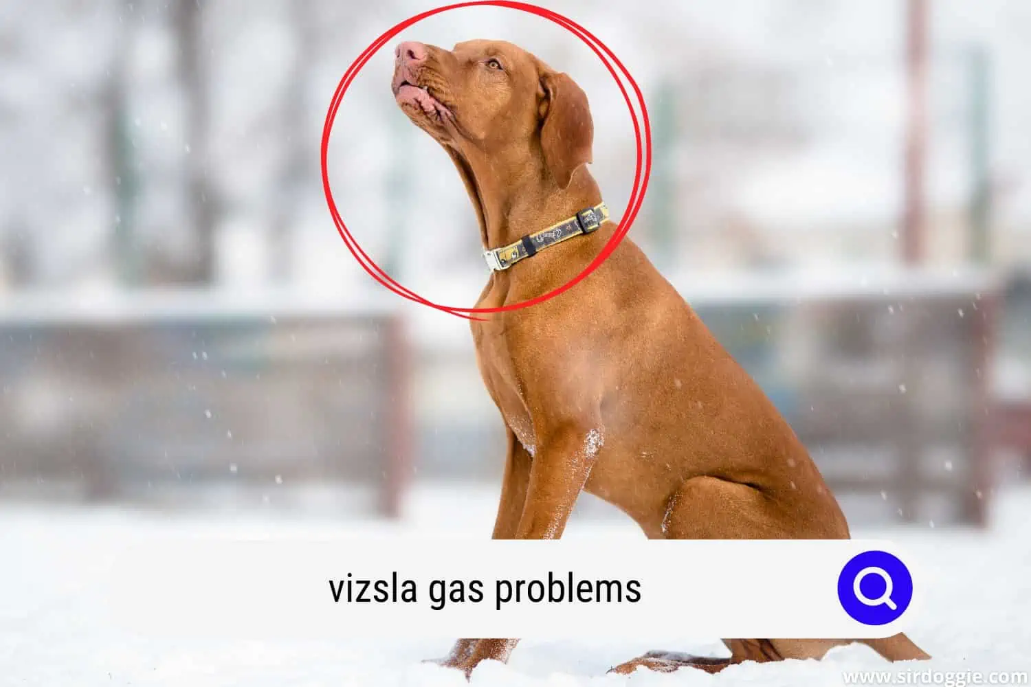 vizsla gas problems