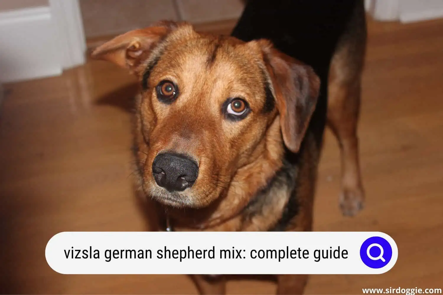 vizsla german shepherd mix