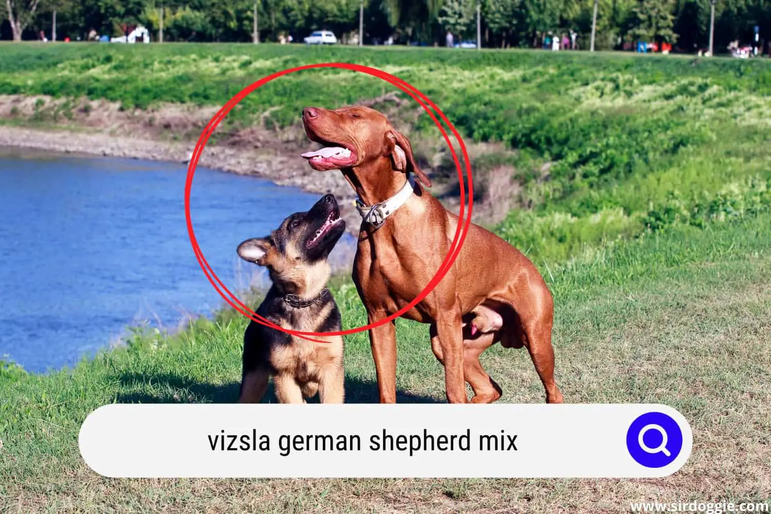 Vizsla dog and German Shepherd puppy playing together near the lake