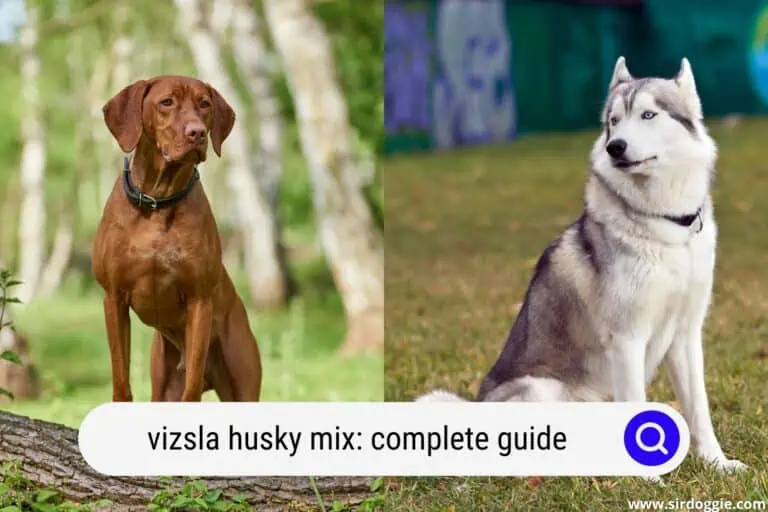 A Complete Guide To The Vizsla Husky Mix