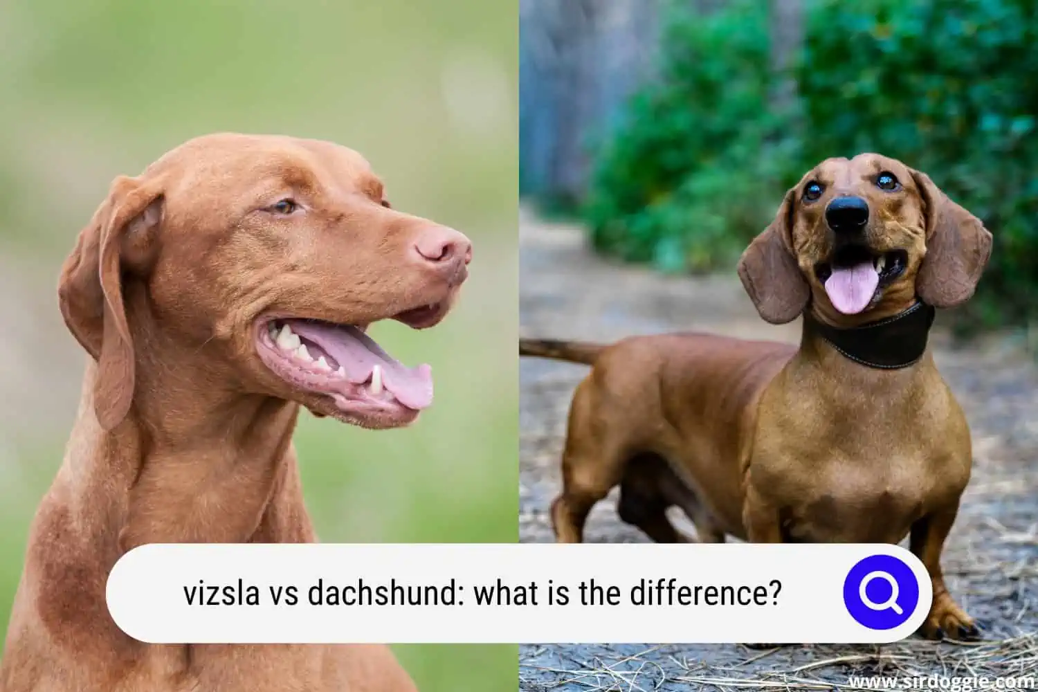 vizsla vs dachshund